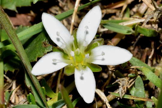 Image of Arenaria bourgaei Hemsl.