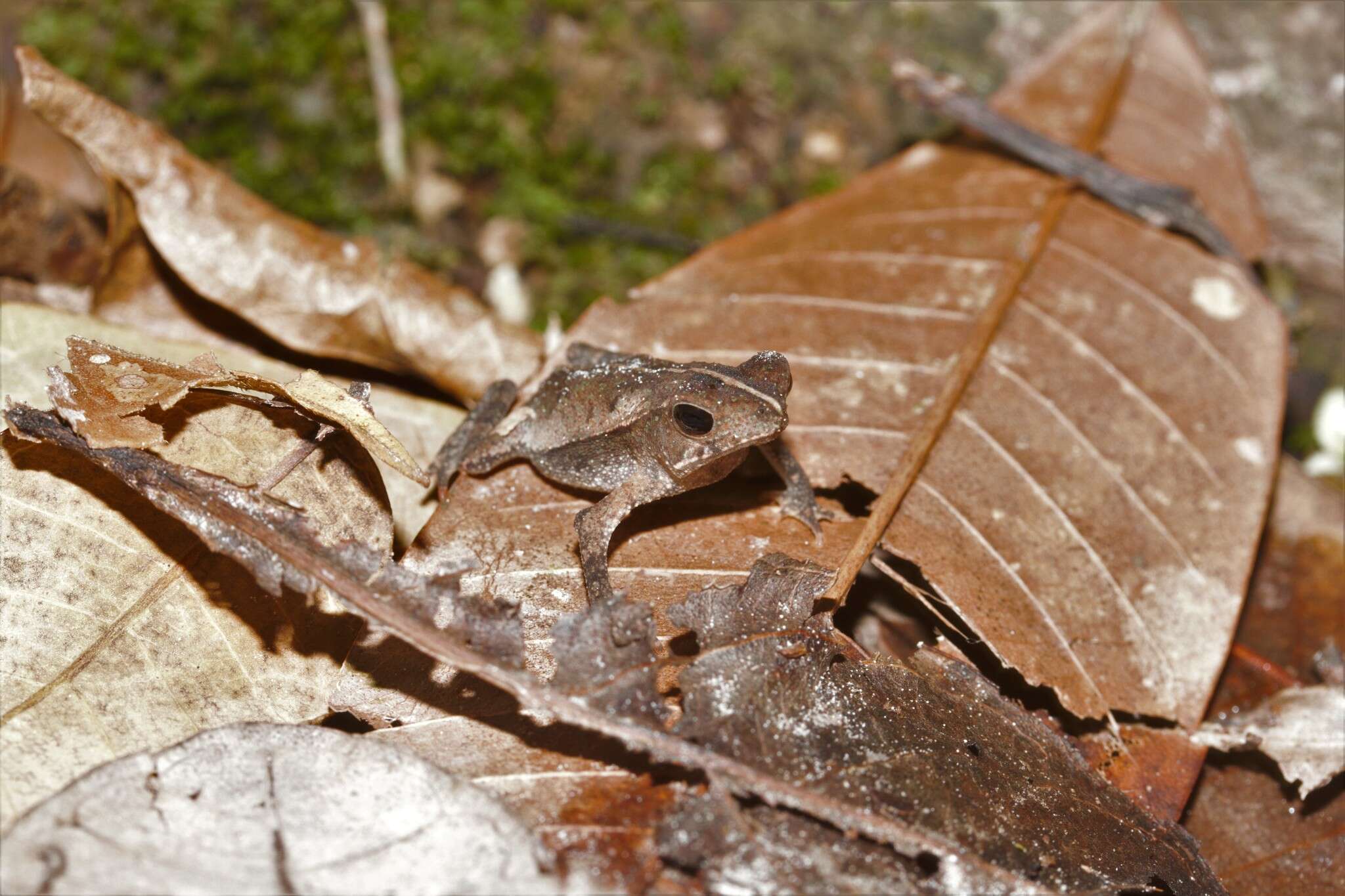 Image of Rhinella castaneotica (Caldwell 1991)