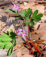 Image de Corydalis intermedia (L.) Merat