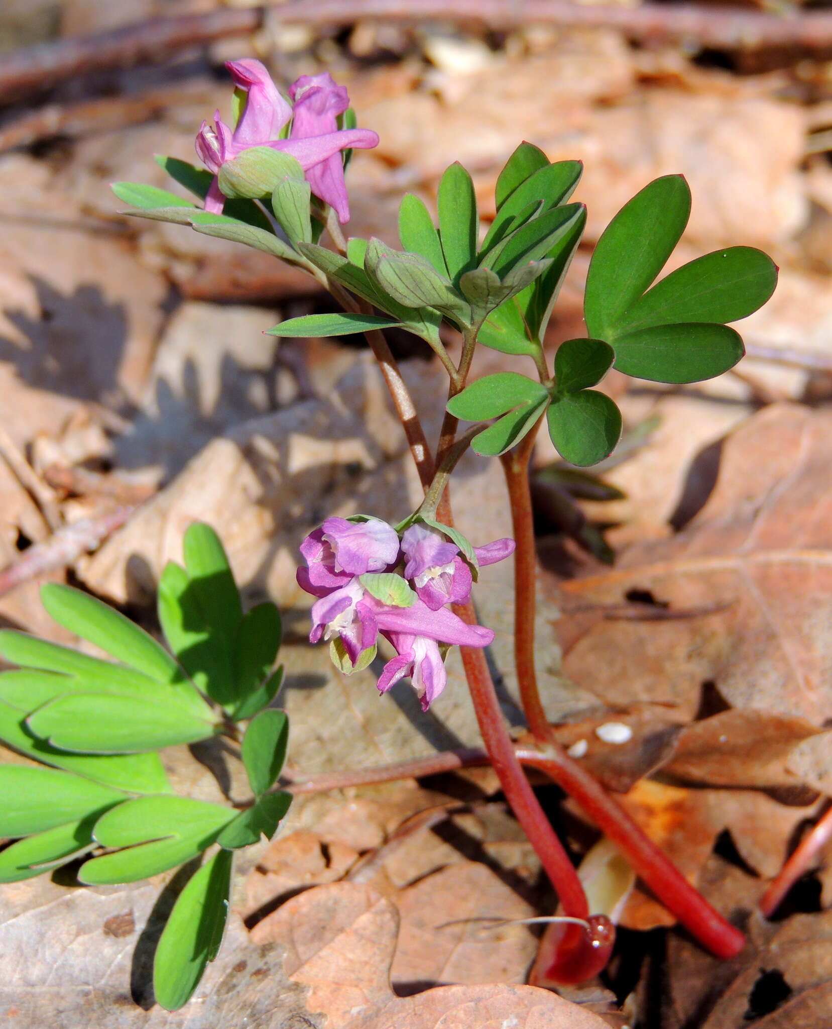 Image de Corydalis intermedia (L.) Merat