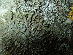 Image of melanelia lichen