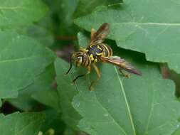 Image of Eastern Hornet Fly