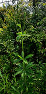 Image of Michigan lily