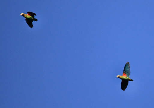 Image of Brown-hooded Parrot