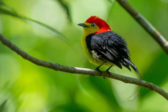 Image of Wire-tailed Manakin