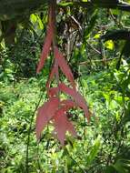 Image of Billbergia morelii Brongn.