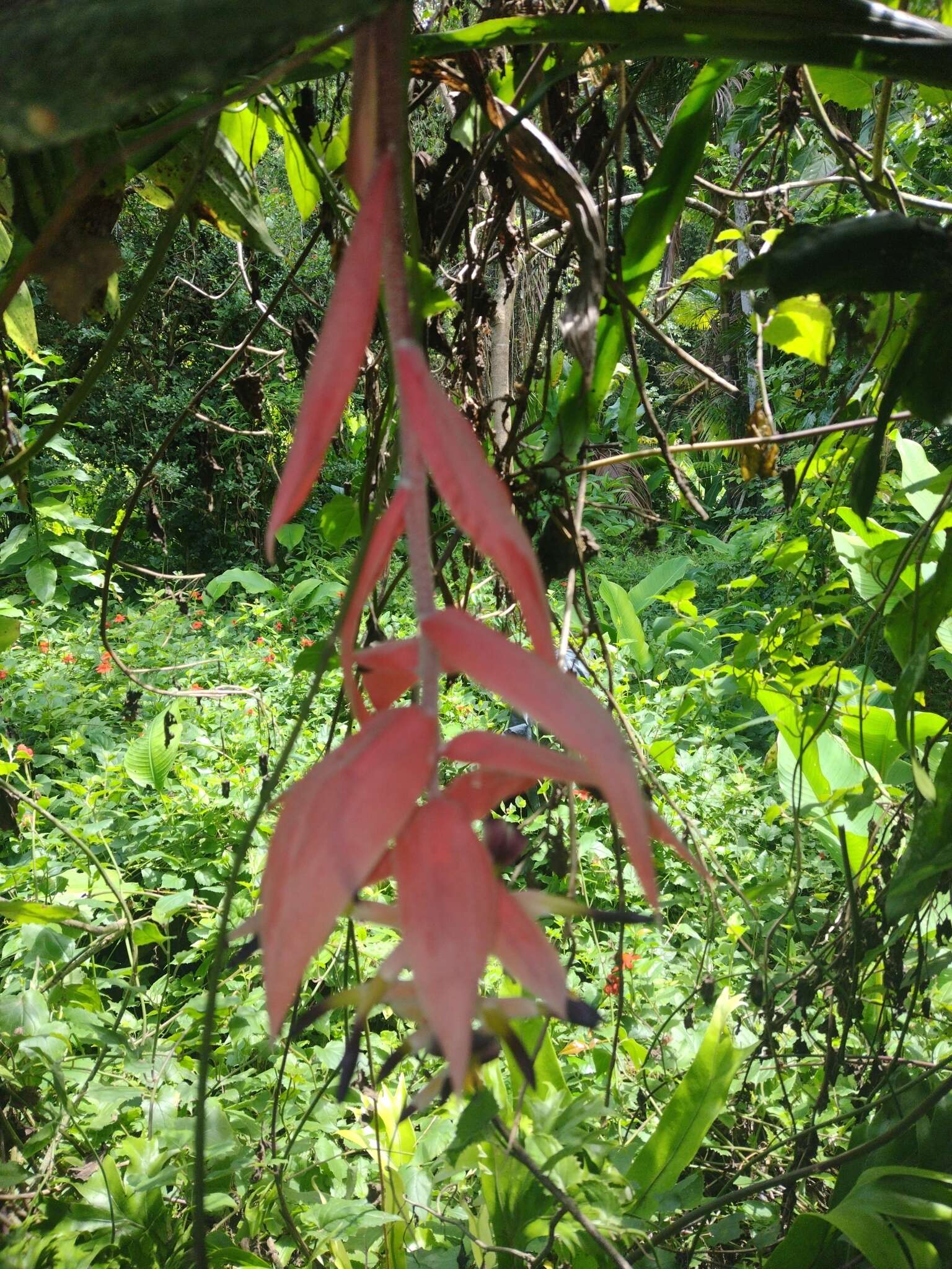 Image of Billbergia morelii Brongn.