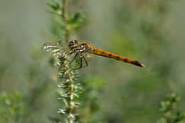 Image of spotted darter