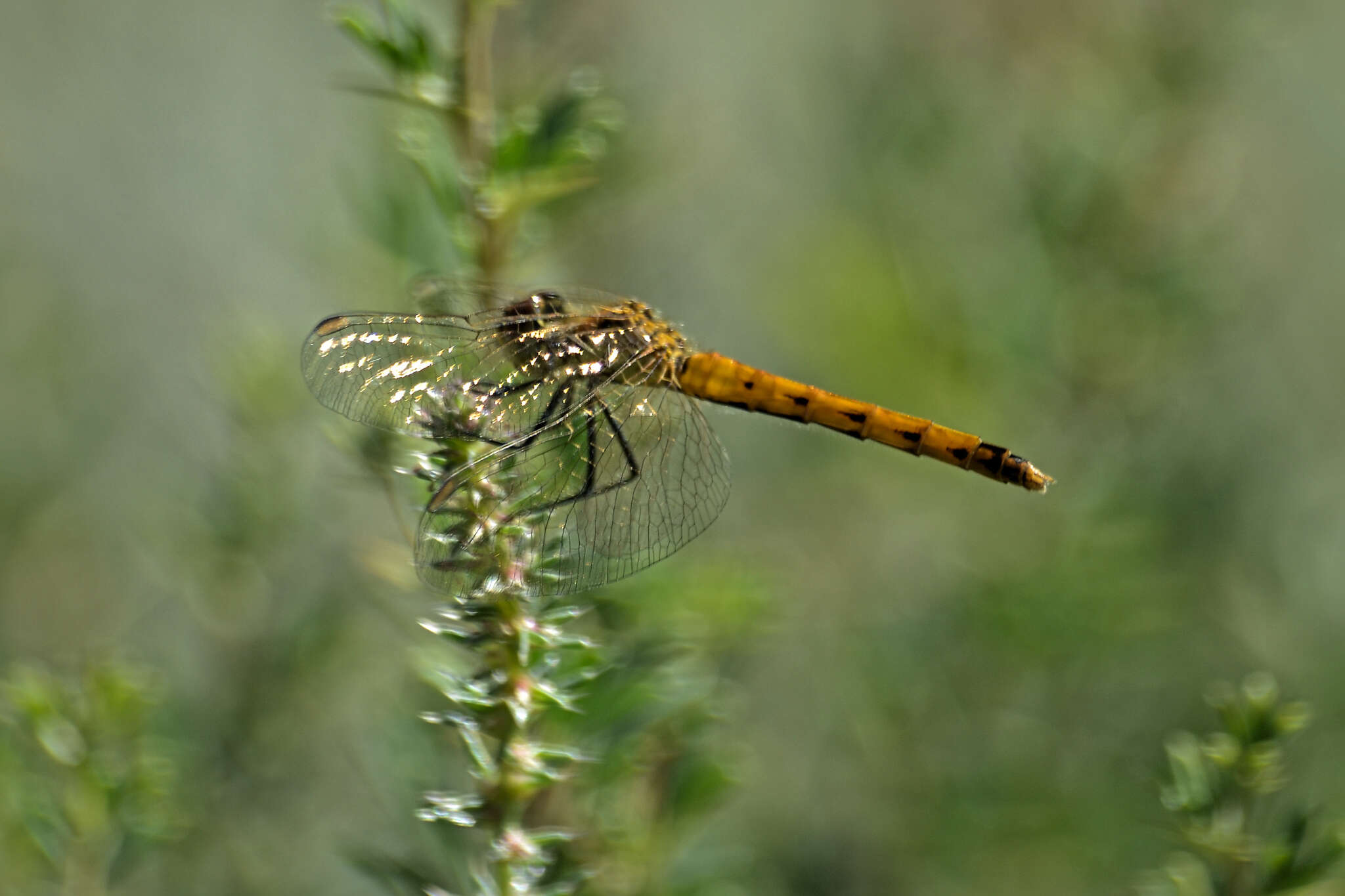 Image of spotted darter