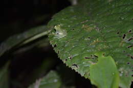 Image of Glass frog