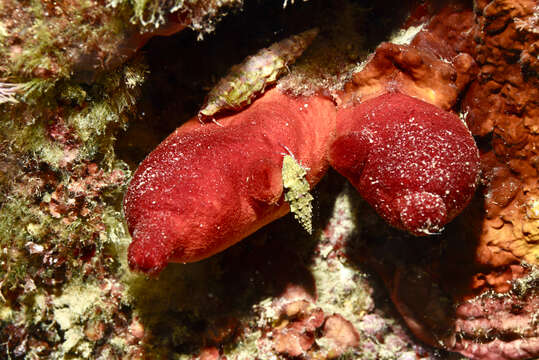 Image of red sea-squirt