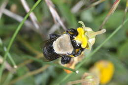 Image of Centris cineraria Smith 1854