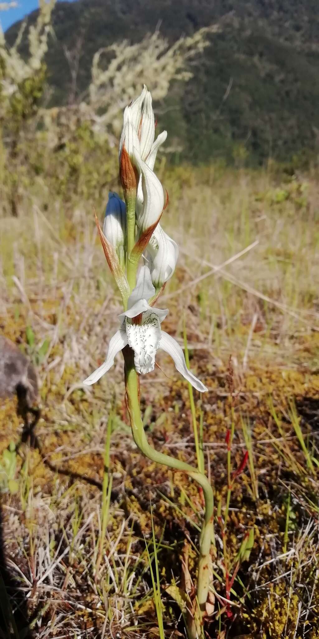 Image of Chloraea multiflora Lindl.