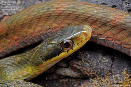 Image of Big-eyed mountain keelback