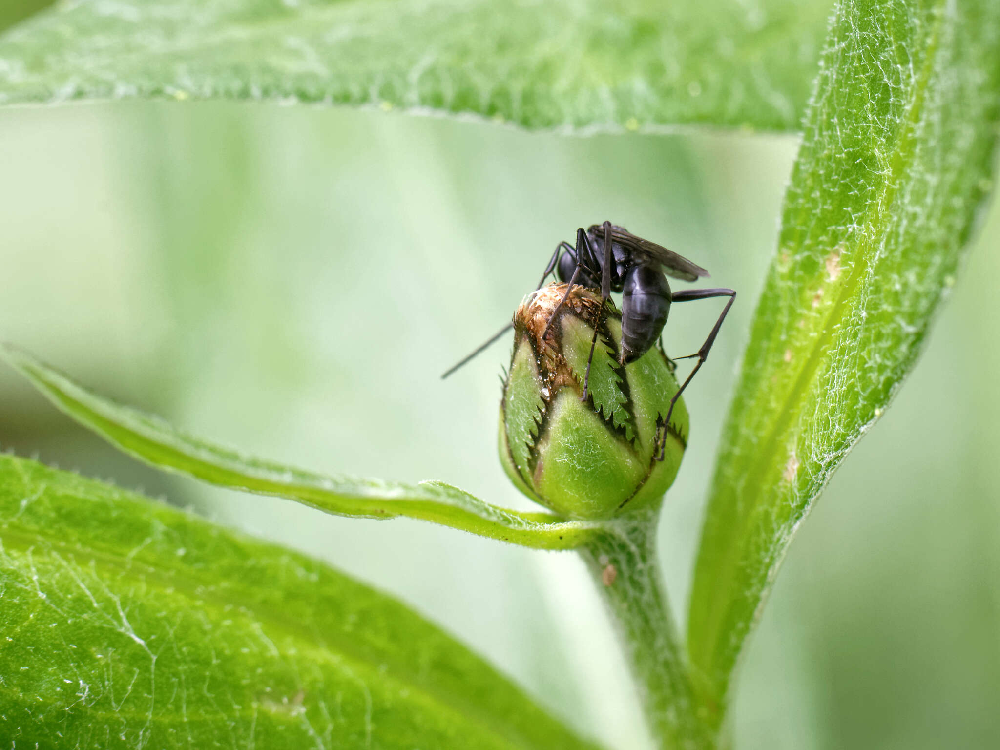 Image of Spider wasp