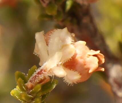 Image of Erica fimbriata Andr.