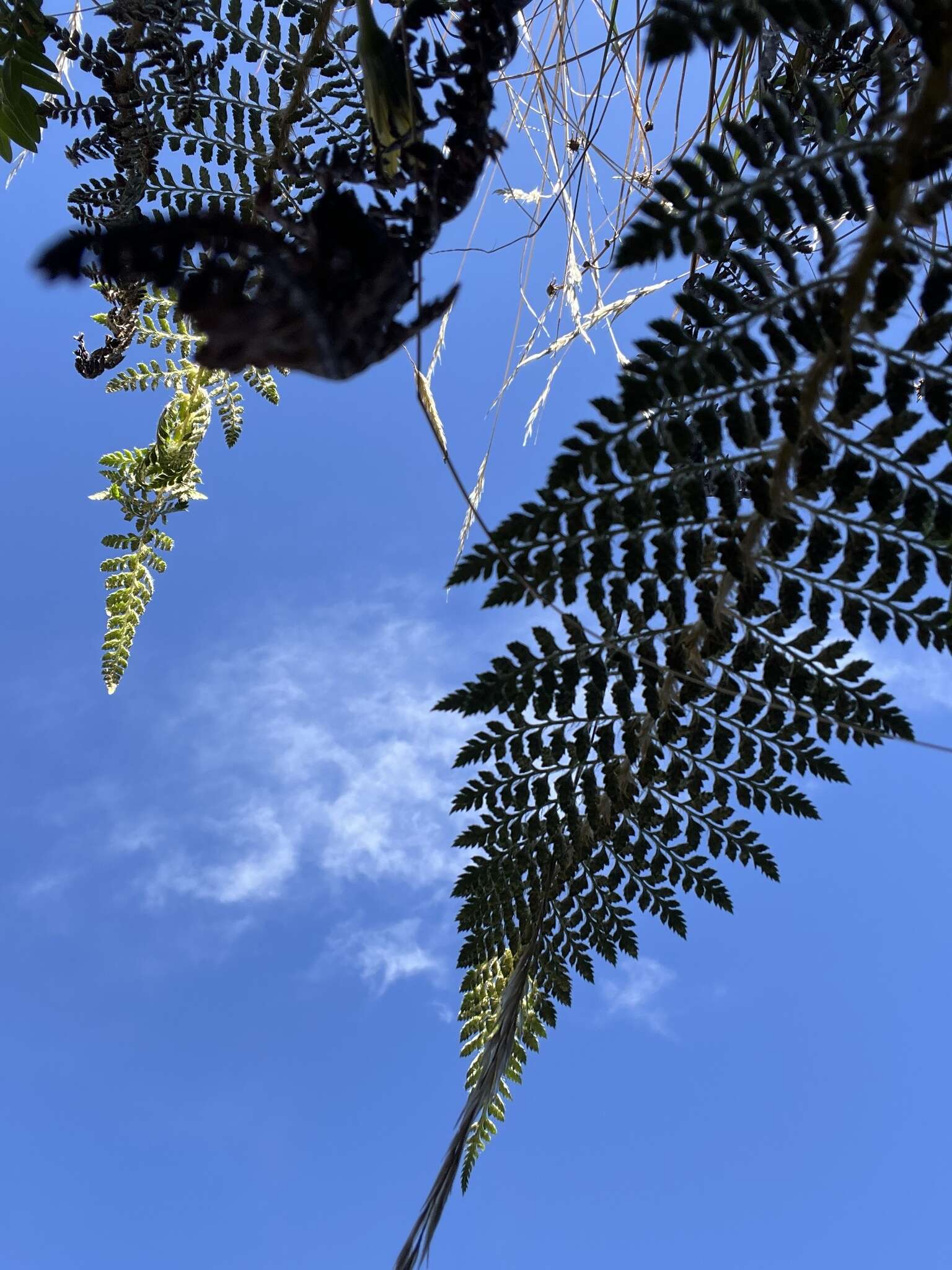 Polystichum haleakalense Brack.的圖片