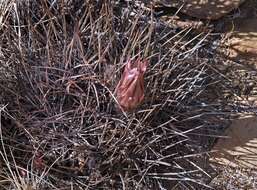 Plancia ëd Echinopsis ferox (Britton & Rose) Backeb.