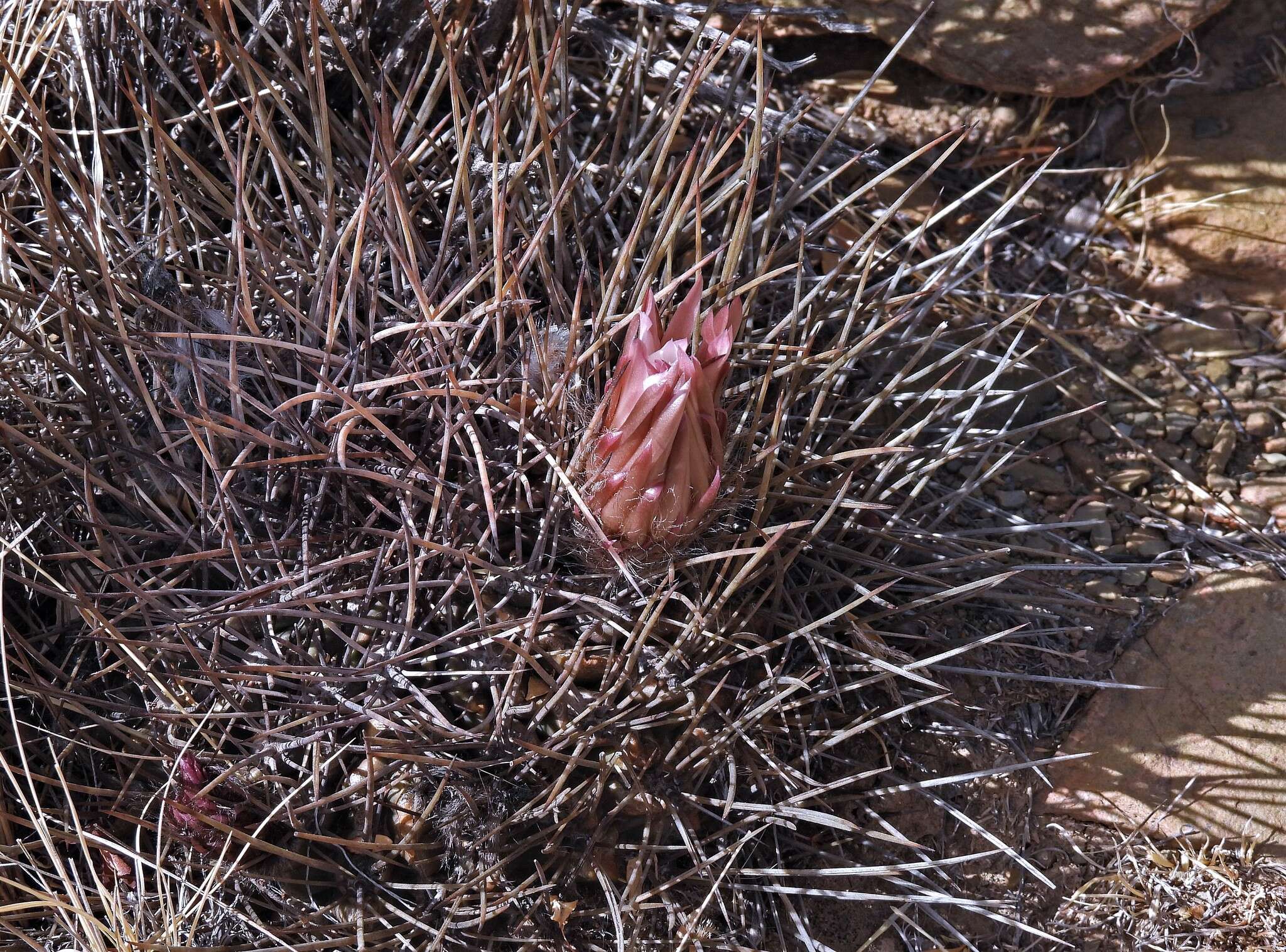 Plancia ëd Echinopsis ferox (Britton & Rose) Backeb.