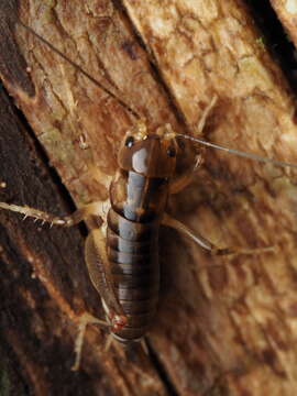 Image of Hemiandrus pallitarsis (Walker & F. 1871)