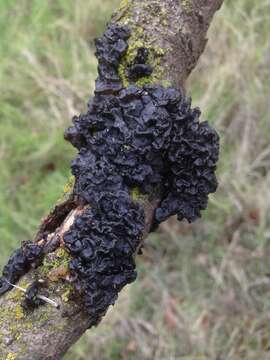 Image of Black Witches' Butter