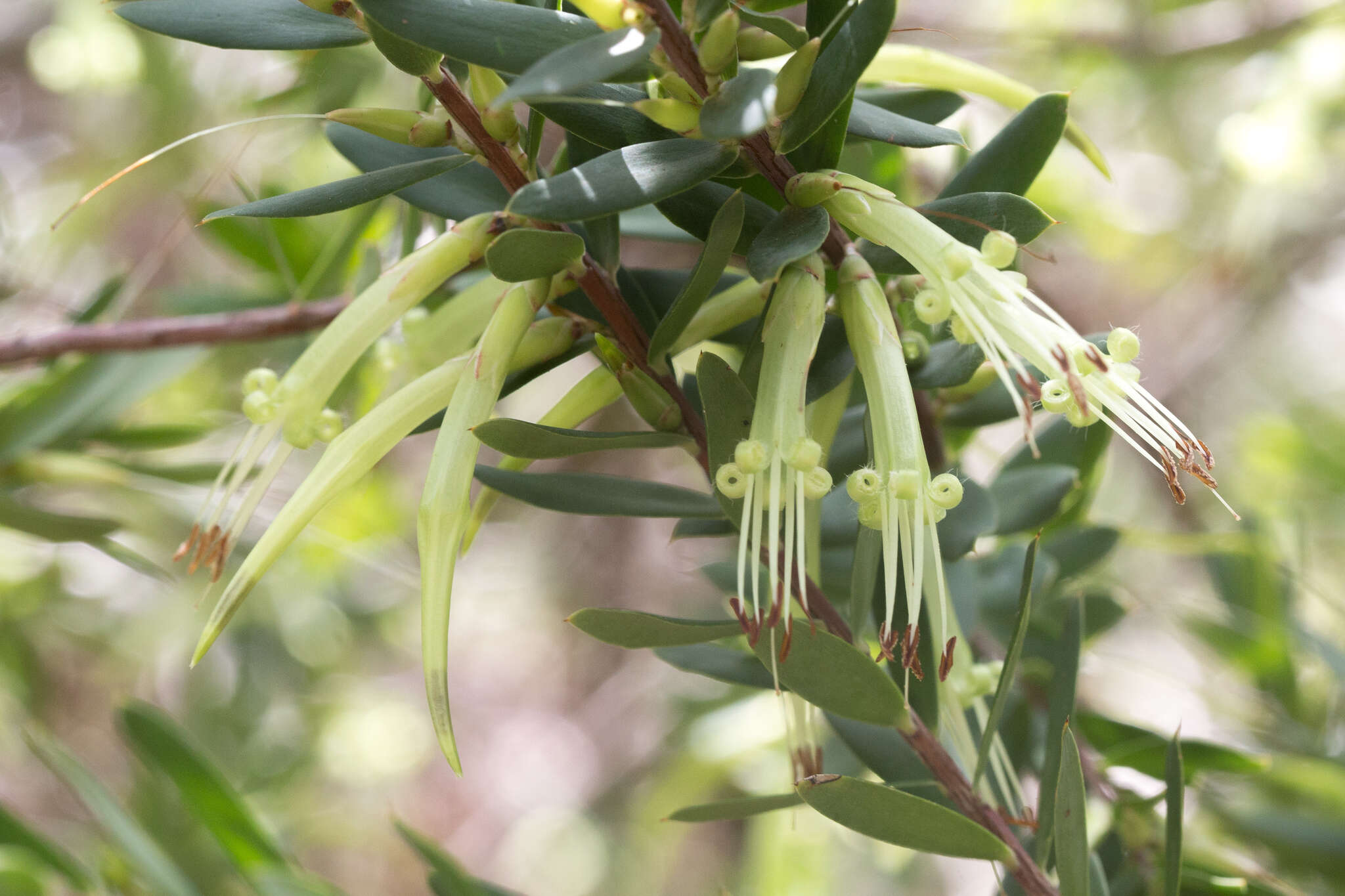 Image of Styphelia viridis Andr.