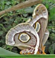 Image of Epiphora mythimnia (Westwood 1849)