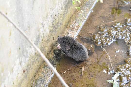 Image of Mandarin Vole