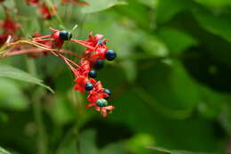 Imagem de Clerodendrum japonicum (Thunb.) Sweet