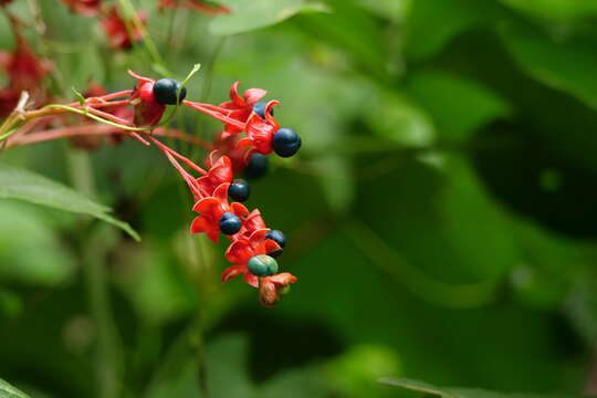 Image of Japanese glorybower