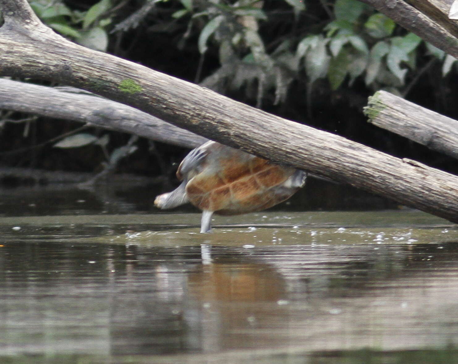 Image of Yellow-headed sideneck turtle