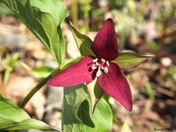 Image of red trillium