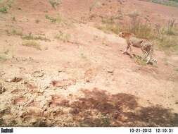 Image of Northwest African Cheetah