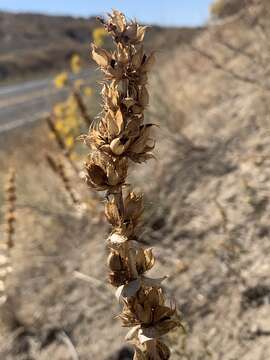 Image of sharpleaf penstemon