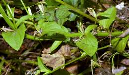 Image of prairie Venus' looking-glass