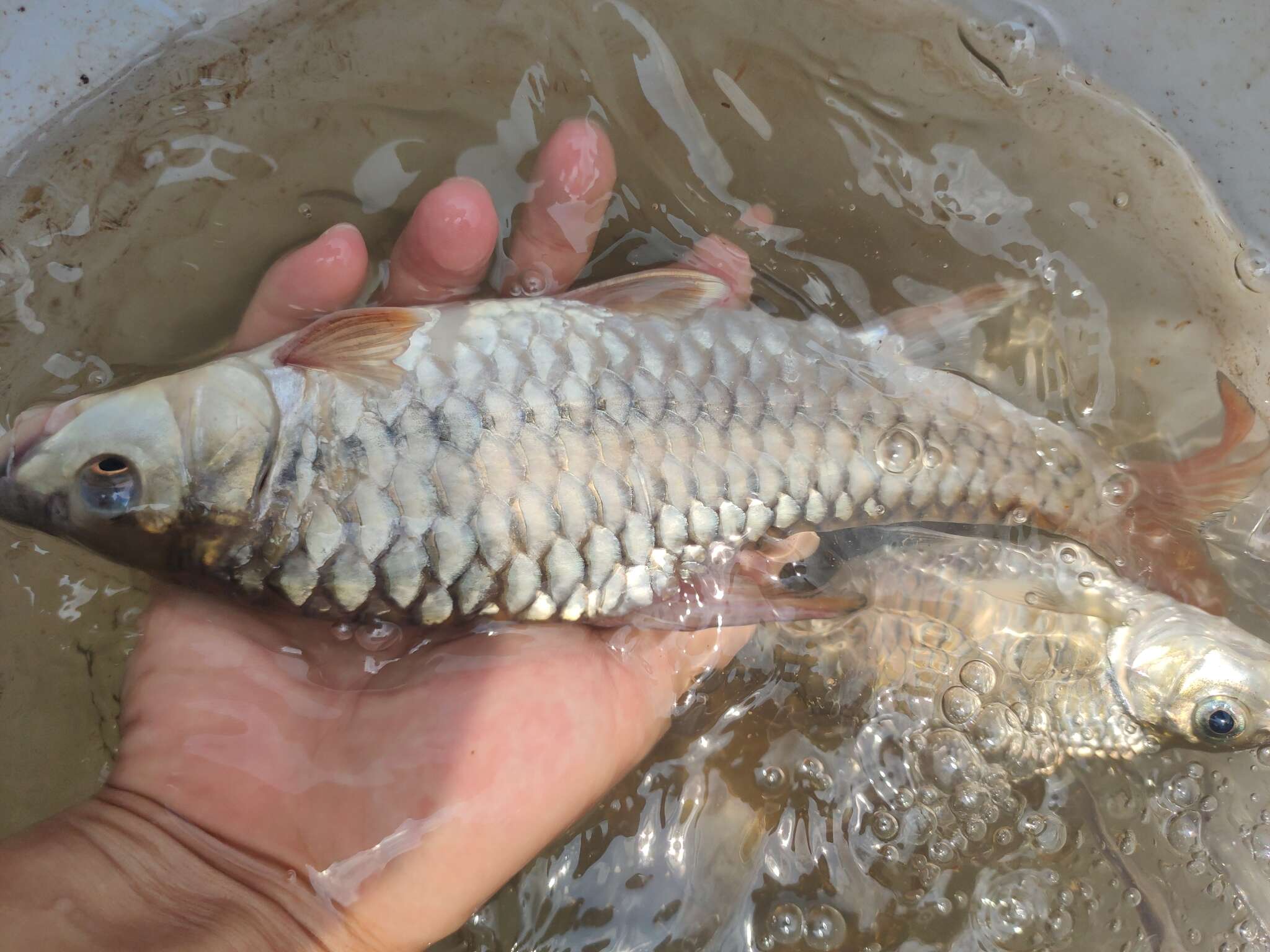 Image of Red mahseer