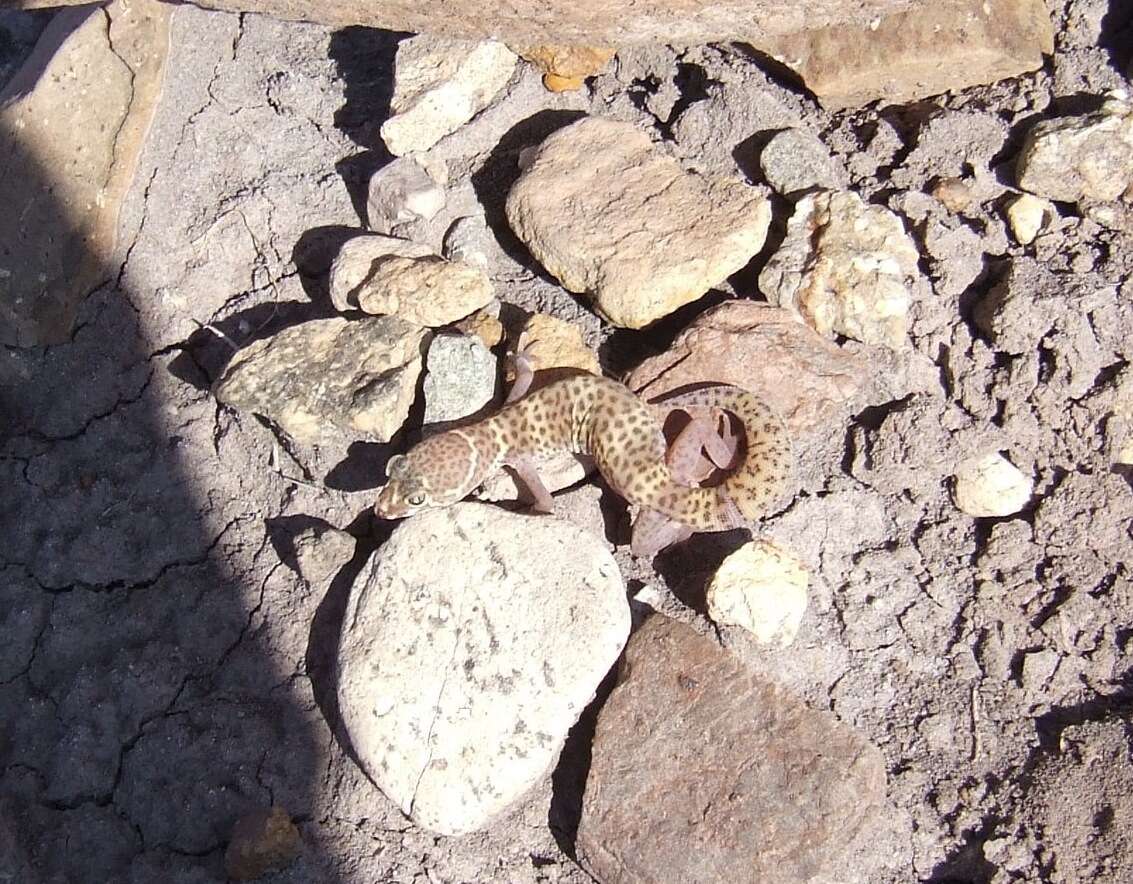 Image of Texas Banded Gecko