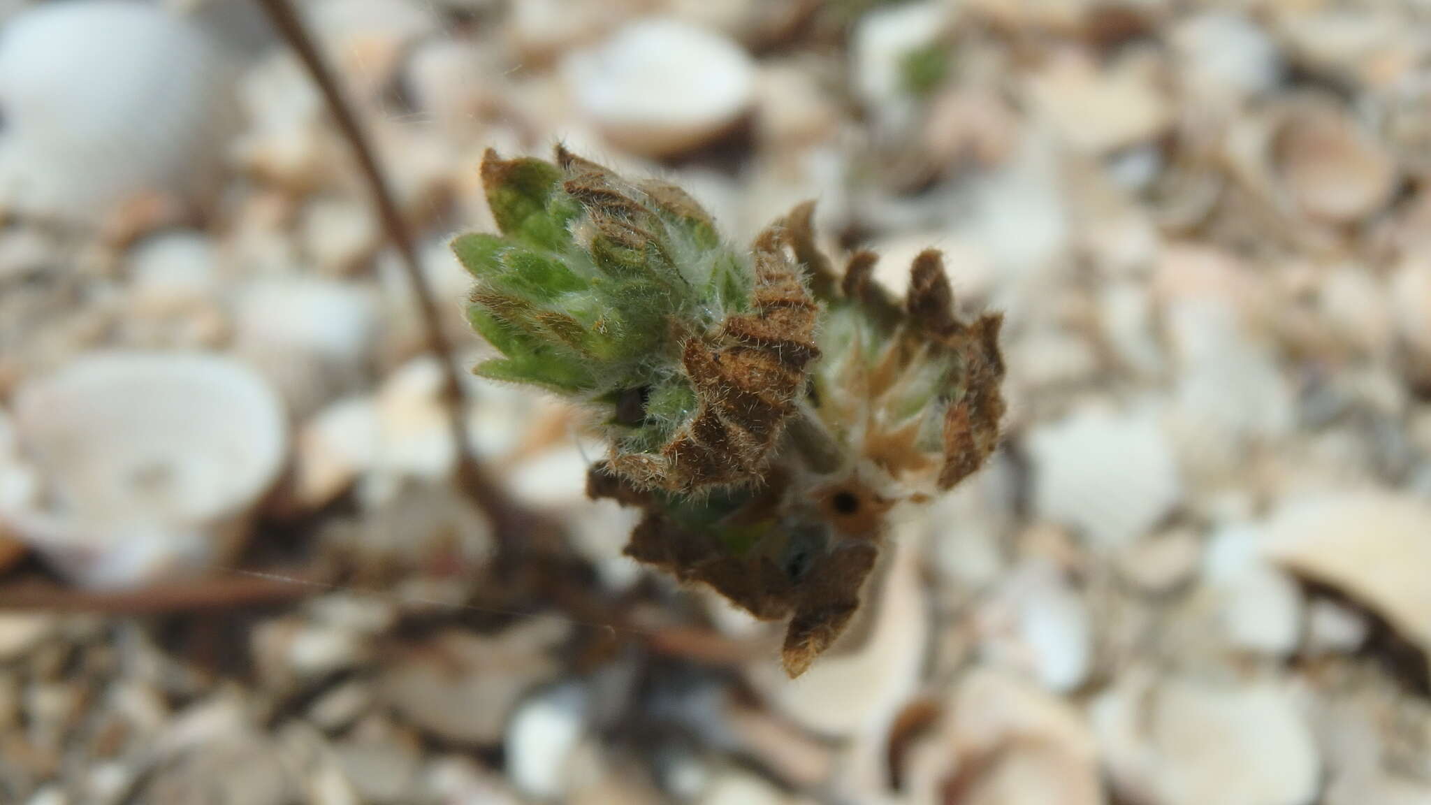 Image of Lamium amplexicaule var. orientale (Pacz.) Mennema