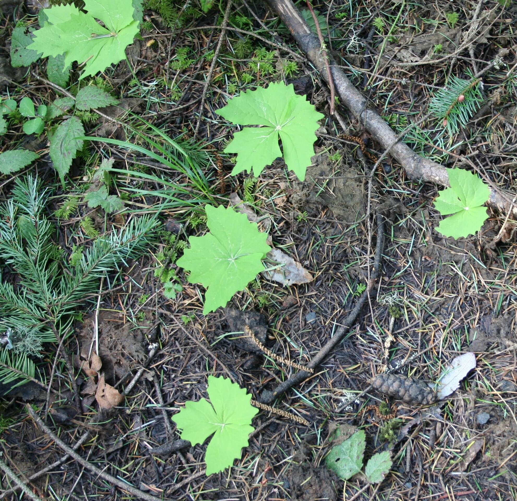 Image of deer's foot