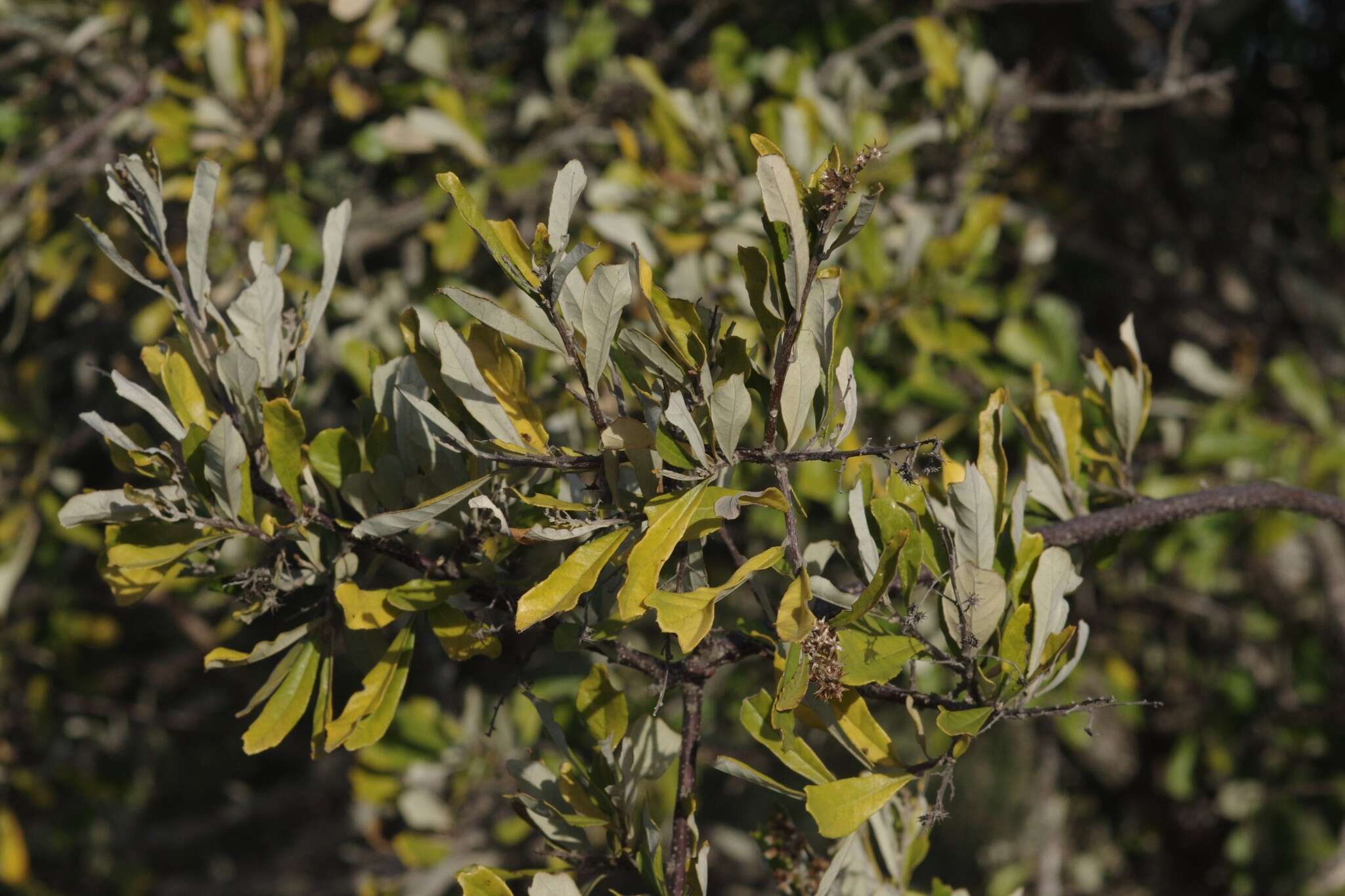 Image of Brachylaena elliptica (Thunb.) Less.