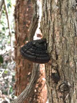 Image of Phellinus robiniae (Murrill) A. Ames 1913