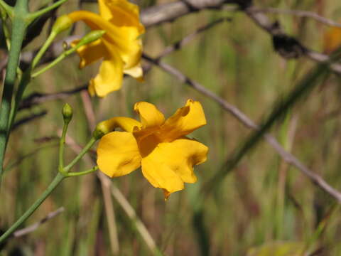 Слика од Adenocalymma campicola (Pilg.) L. G. Lohmann