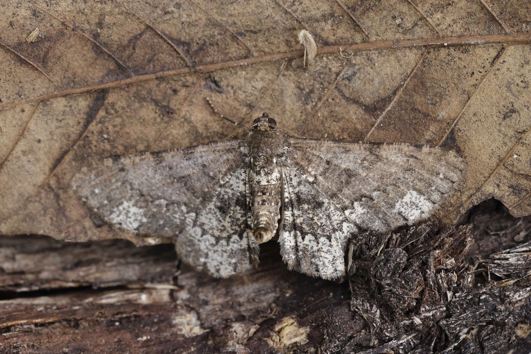 Abaciscus tristis Butler 1889 resmi