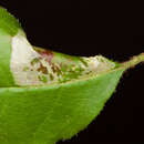 Image of Phyllonorycter diversella (Braun 1916)