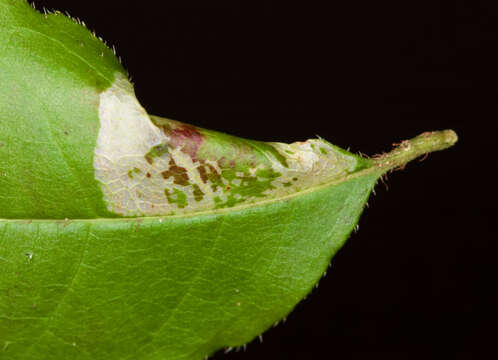 Image of Phyllonorycter diversella (Braun 1916)