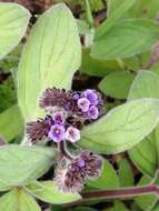 Image of Phacelia brachyantha Benth.