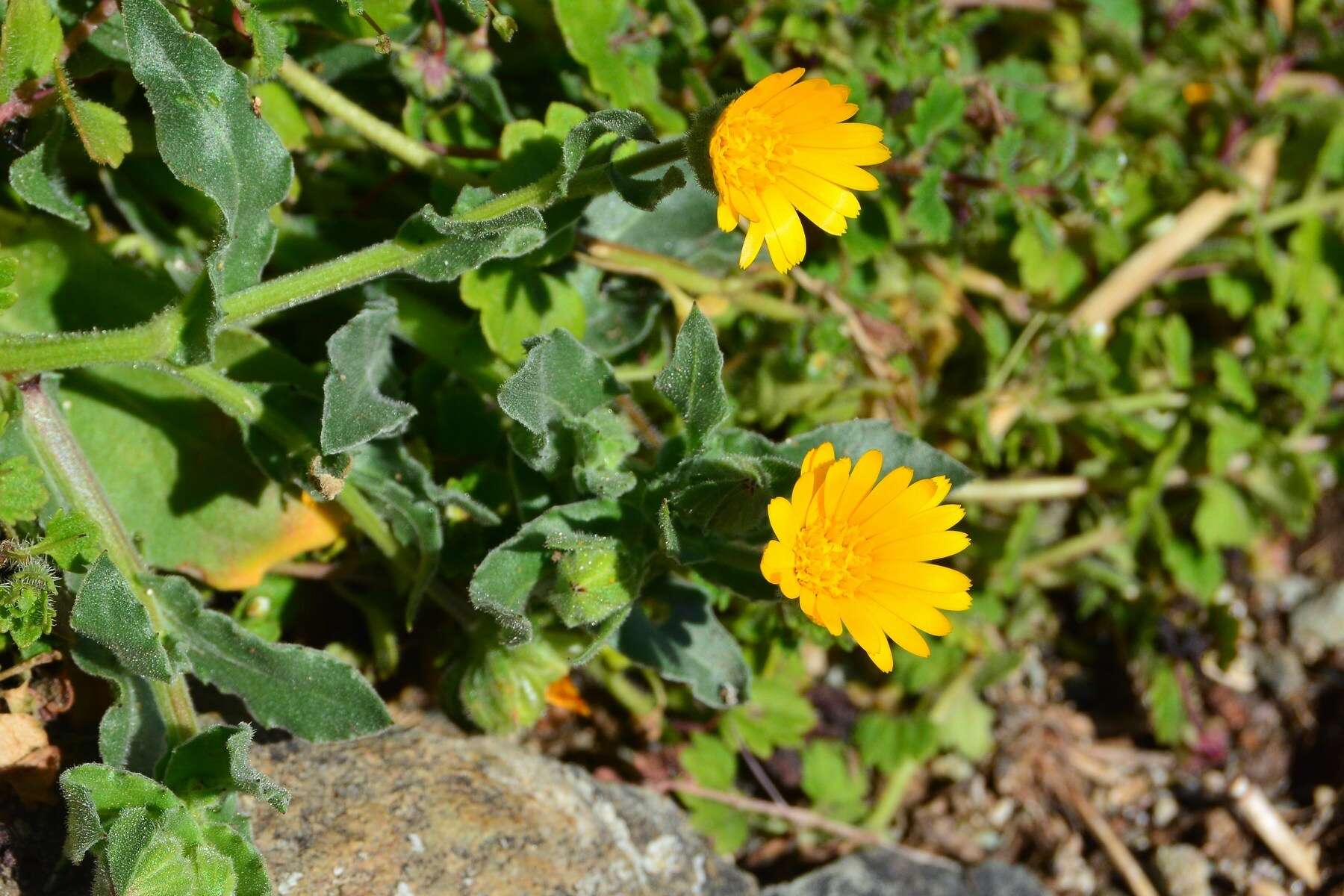 Image of field marigold