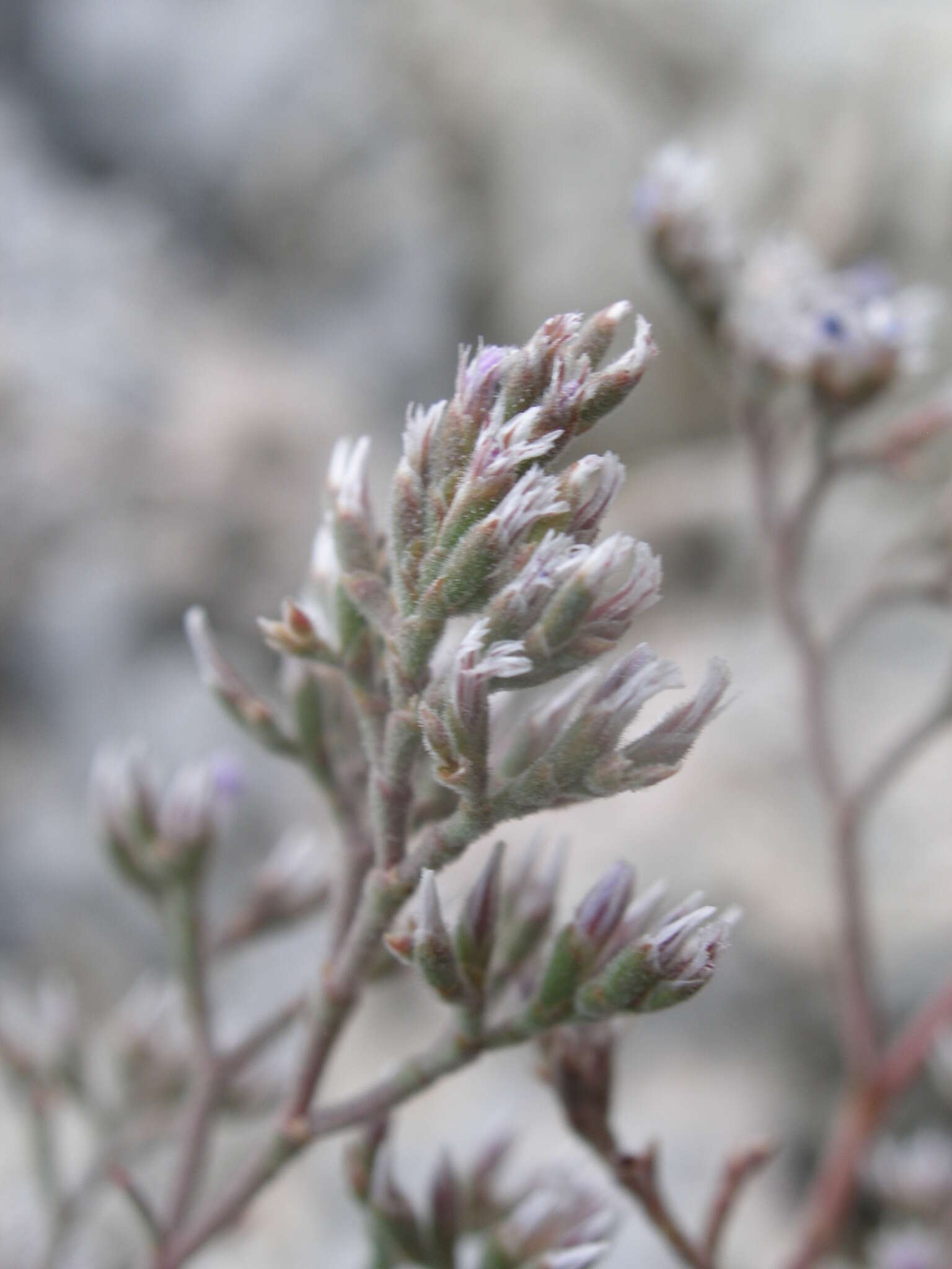 صورة Limonium cordatum (L.) Miller