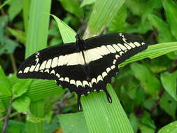 Image of Thoas Swallowtail