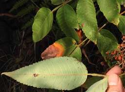 Image de Rhus chinensis Mill.